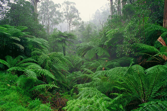 Tarra-Bulga--resized Image of bright green ferns at Fern Gully Nature Walk
