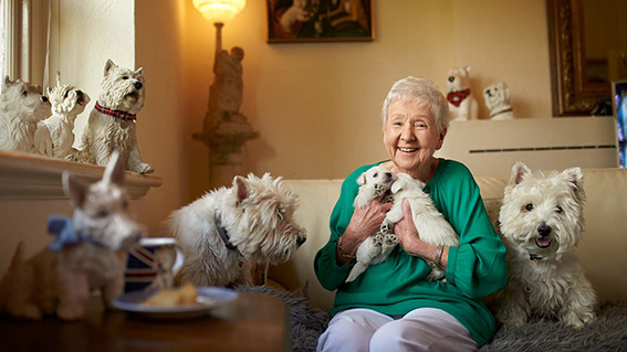 A senior lady is sitting on her couch surrounded by West Highland White Terrier paraphernalia. She is holding two West Highland White Terrier puppies and has an adult West Highland White Terriers on either side of her. She is smiling at the camera A senior lady is sitting on her couch surrounded by West Highland White Terrier paraphernalia. She is holding two West Highland White Terrier puppies and has an adult West Highland White Terriers on either side of her. She is smiling at the camera